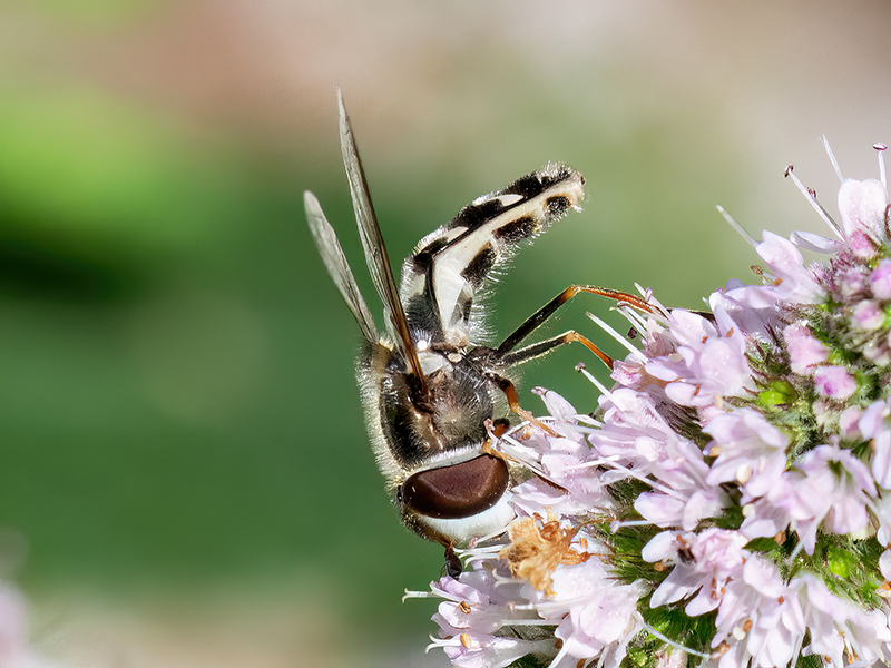 Scaeva pyrastri (Weibchen)