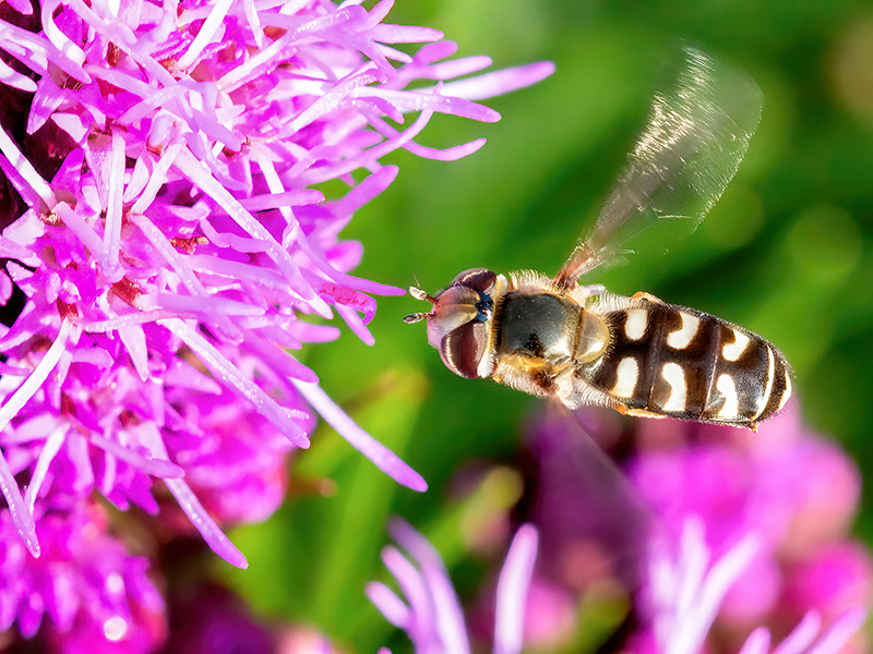 Scaeva pyrastri (Weibchen)