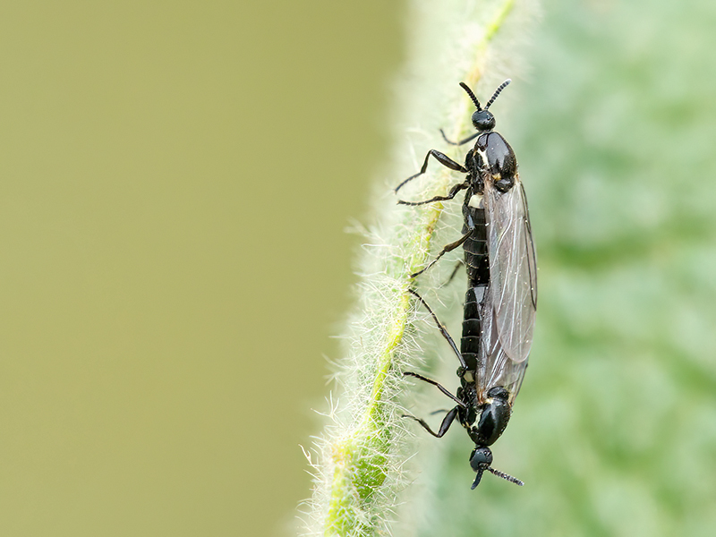 Scatopse notata (Paarung)