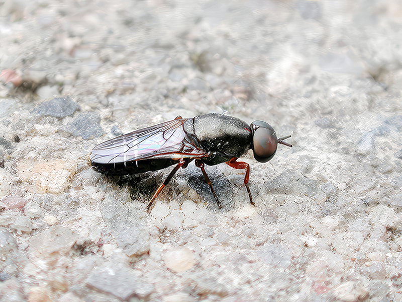 Scenopinus fenestralis