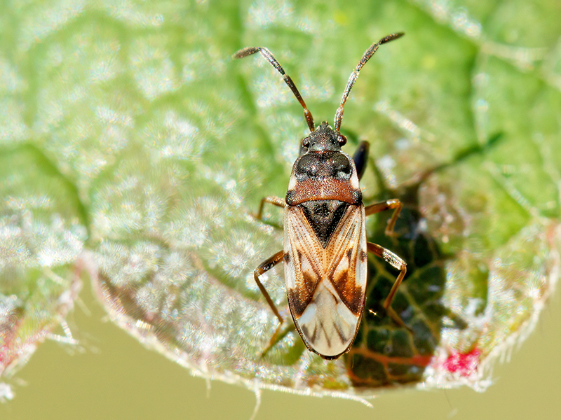 Scolopostethus decoratus