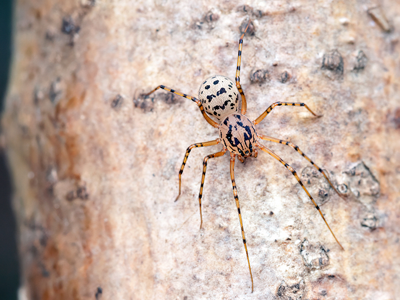Scytodesthoracica