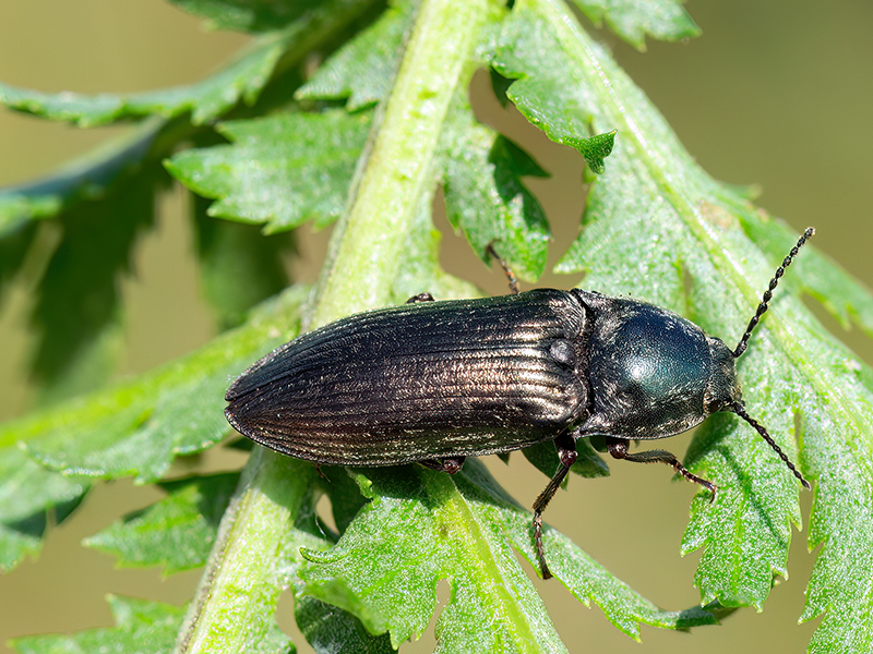 Selatosomus latus