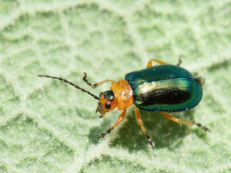 Sermylassa halensis