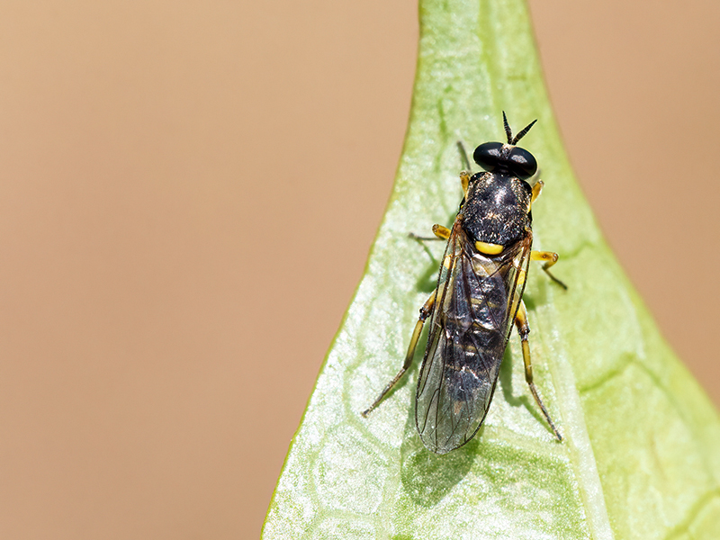 Solva marginata