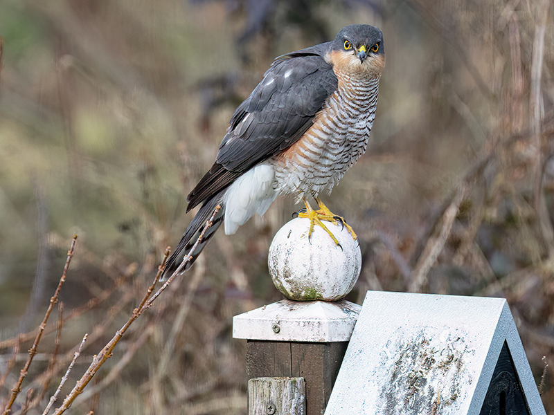 Sperber (Männchen)