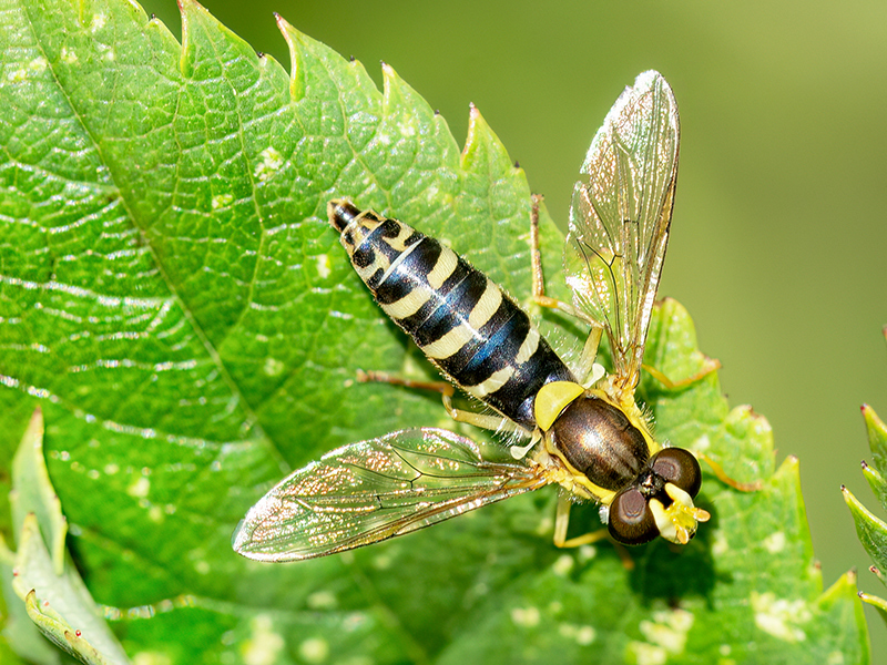 Sphaerophoria spp. (Weibchen)