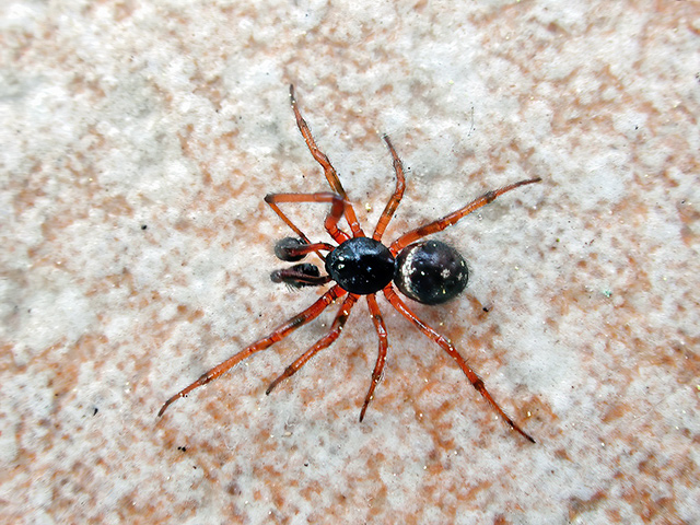 Steatoda bipunctata (Männchen)