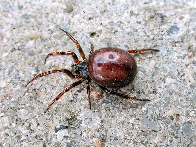 Steatoda bipunctata (Weibchen)