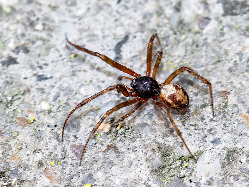 Steatoda triangulosa (Männchen)