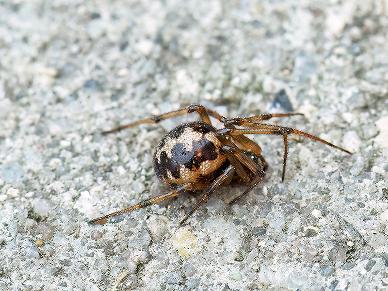 Steatoda triangulosa (Weibchen)