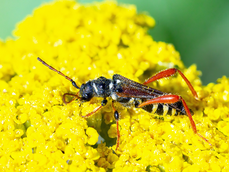 Stenopterus rufus