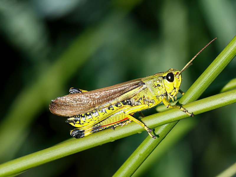 Stethophyma grossum (Männchen)