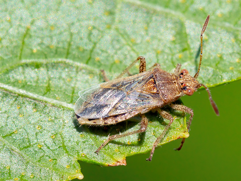 Stictopleurus abutilon