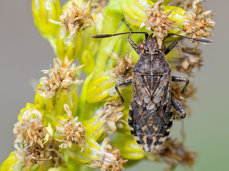 Stictopleurus punctatonervosus