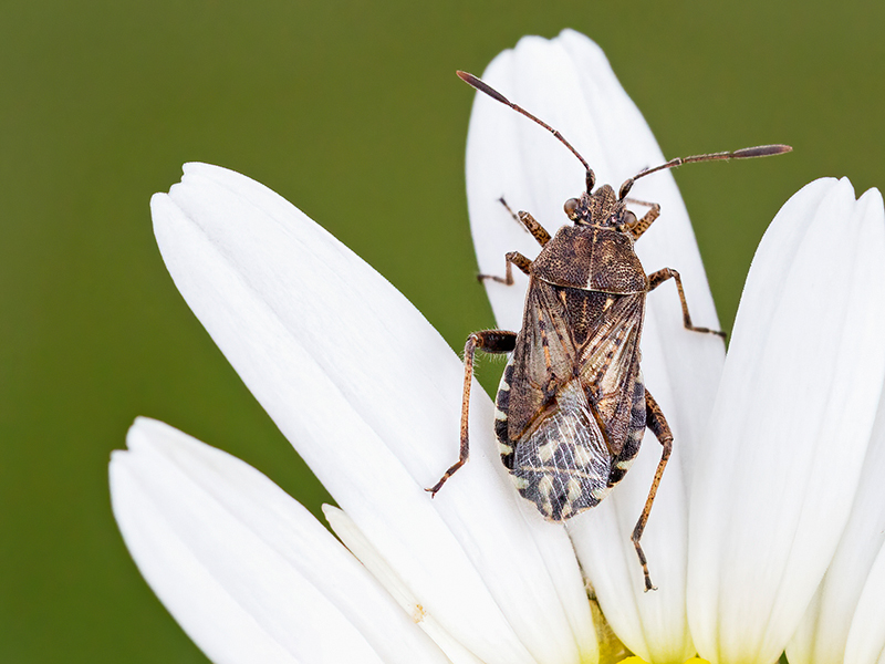 Stictopleurus punctatonervosus