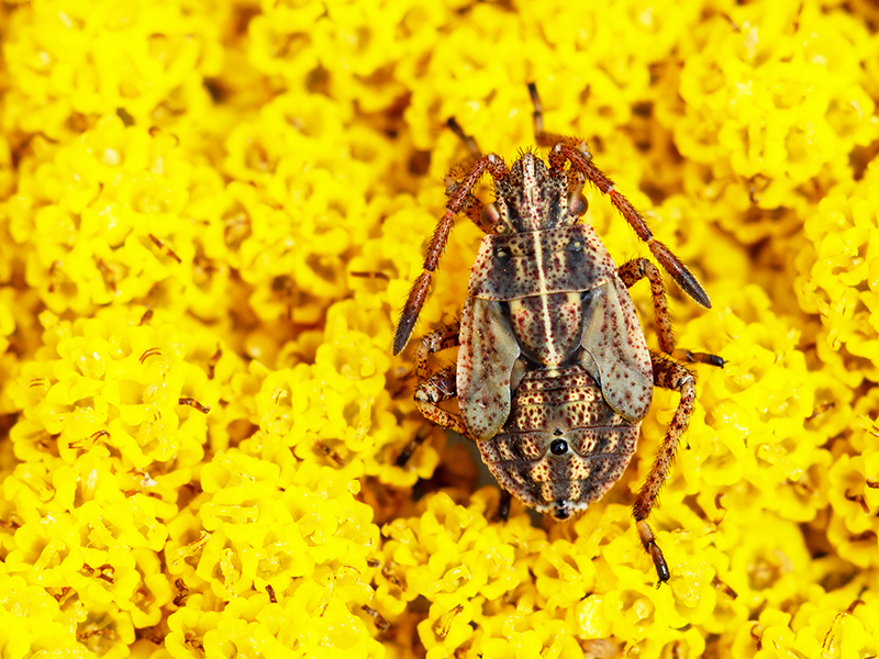 Stictopleurus punctatonervosus (Nymphe)