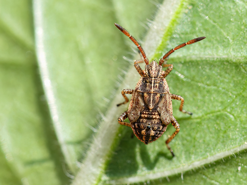 Stictopleurus punctatonervosus (Nymphe)