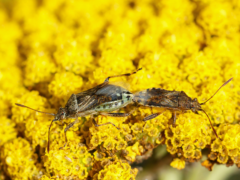 Stictopleurus punctatonervosus (Paarung)