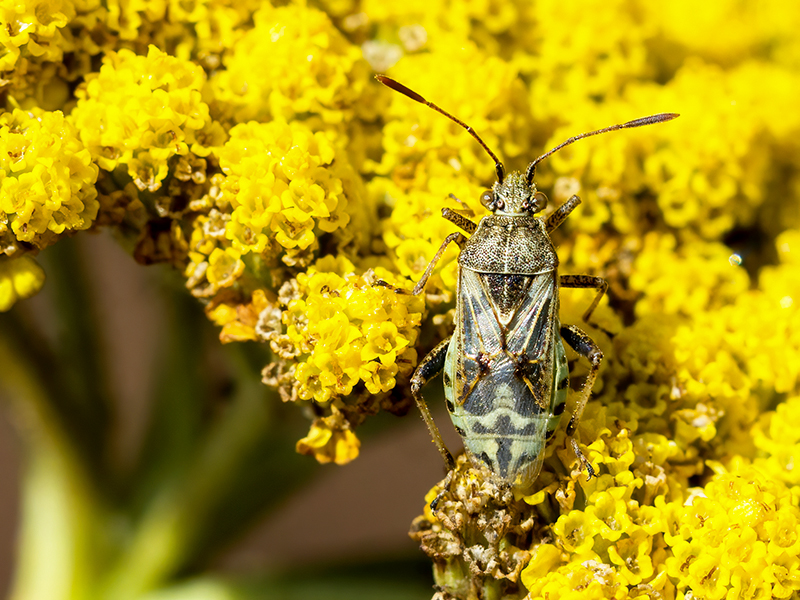 Stictopleurus punctatonervosus (Weibchen)