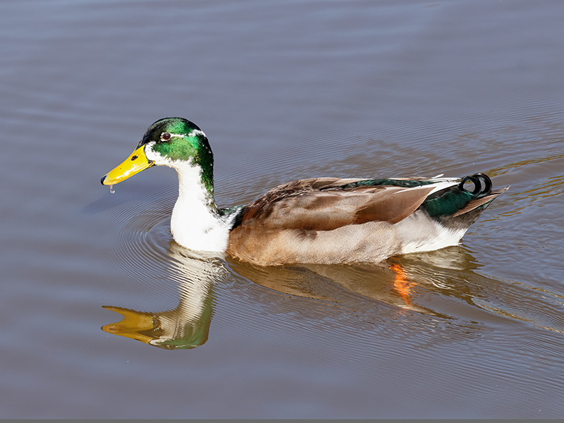 Stockente x Hausente Hybrid (Erpel)