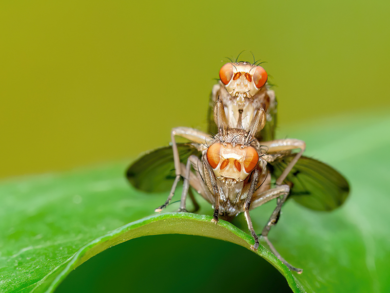 Suillia affinis (Paarung)