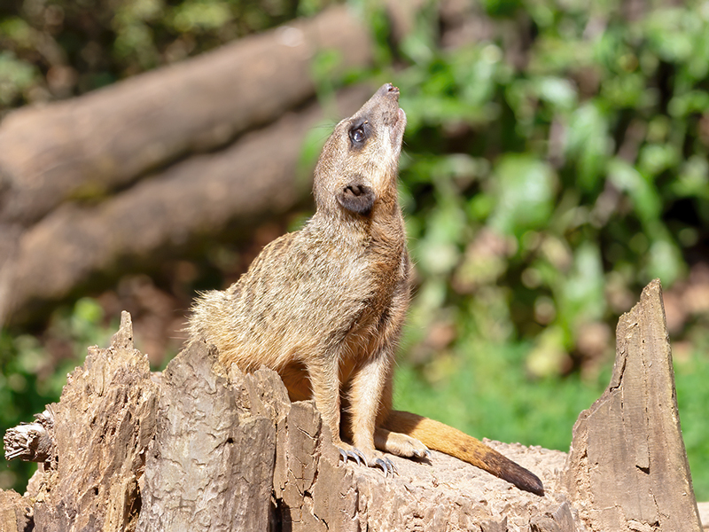 Suricata suricatta