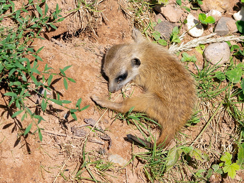 Suricata suricatta (Jungtier)