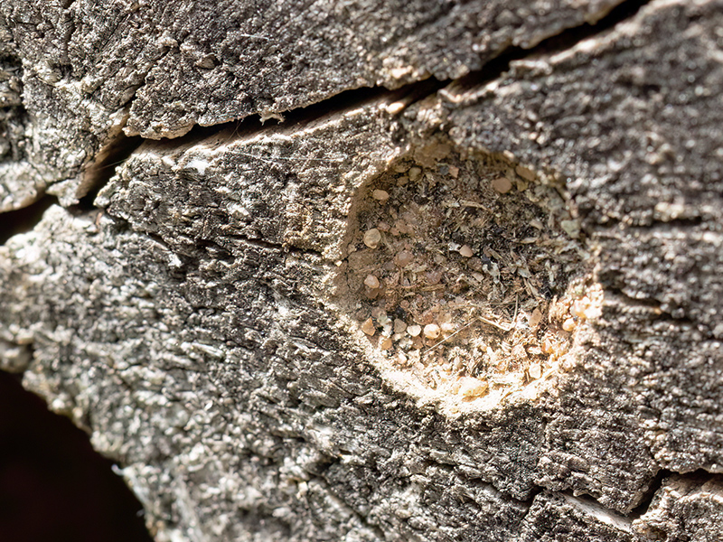 Symmorphus murarius (Nestverschluss)