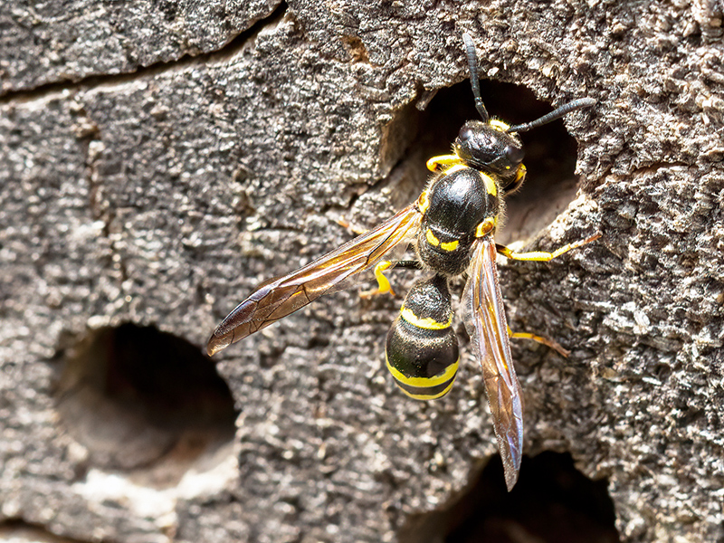 Symmorphus murarius (Weibchen)