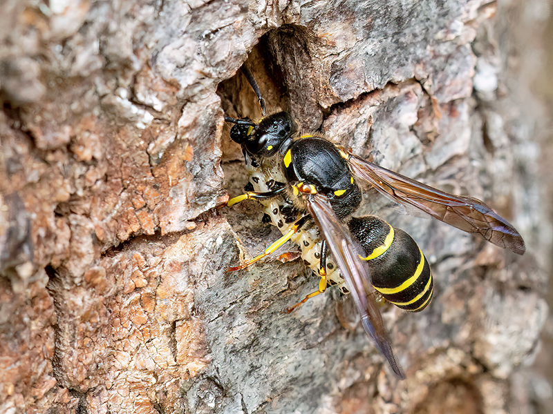 Symmorphus murarius (Weibchen mit Beute)