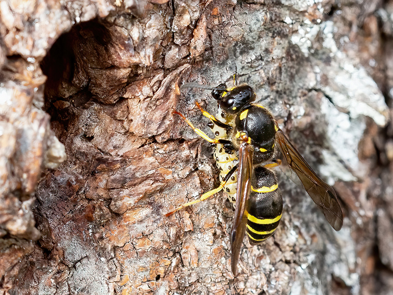 Symmorphus murarius (Weibchen mit Beute)