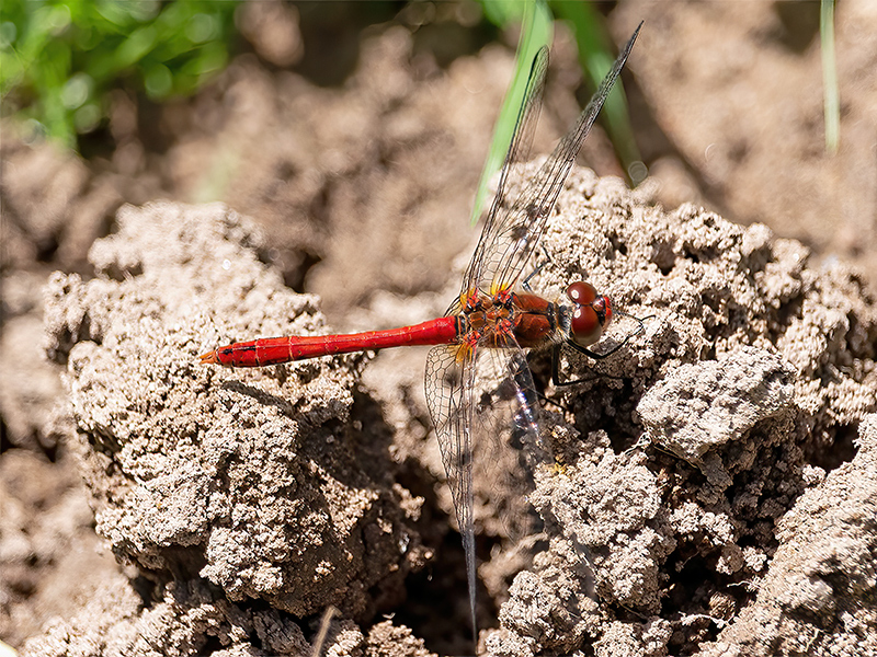 Sympetrum sanguineum (Männchen)