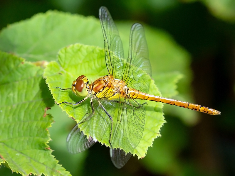 Sympetrum striolatum (immatures Männchen)