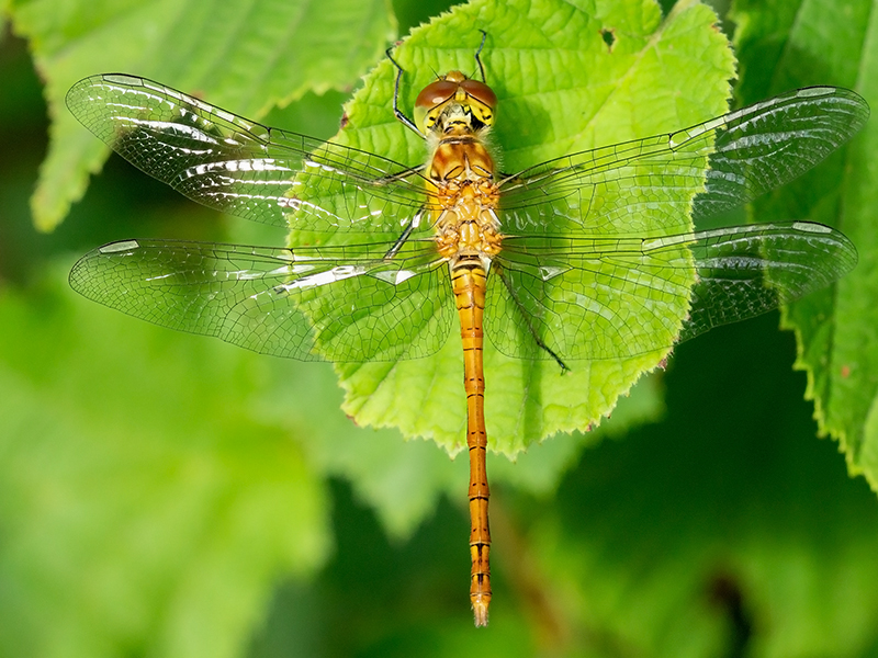 Sympetrum striolatum (immatures Männchen)