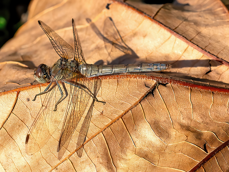 Sympetrum striolatum (Weibchen)