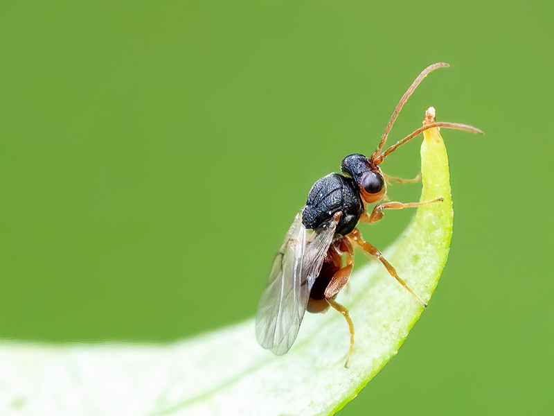 Synergus gallaepomiformis