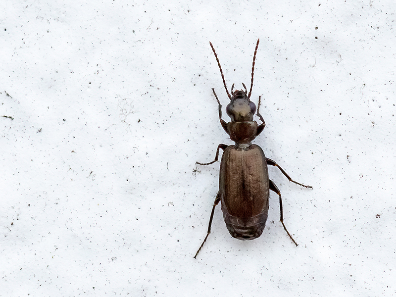 Syntomus foveatus