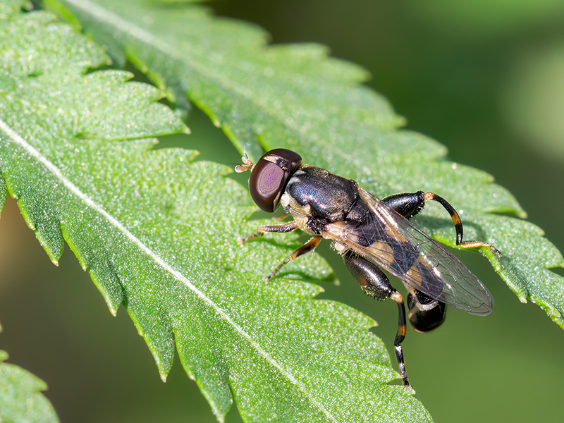 Syritta pipiens (Männchen)