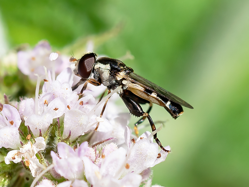 Syritta pipiens (Weibchen)