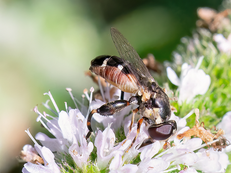 Syritta pipiens (Weibchen)