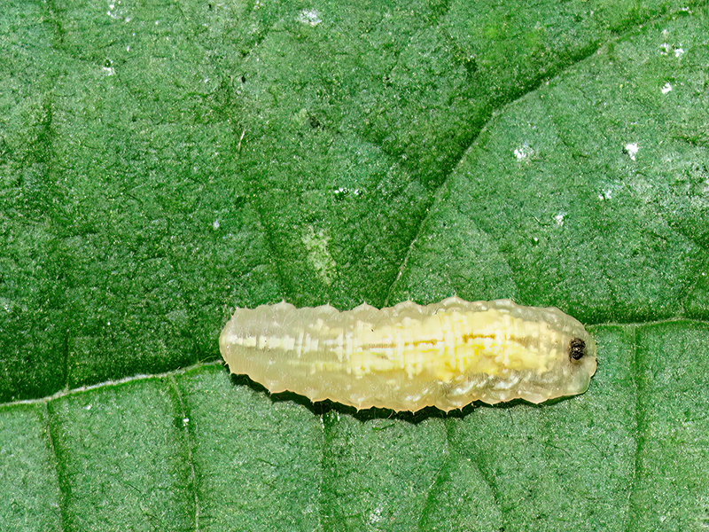 Syrphidae (Larve)