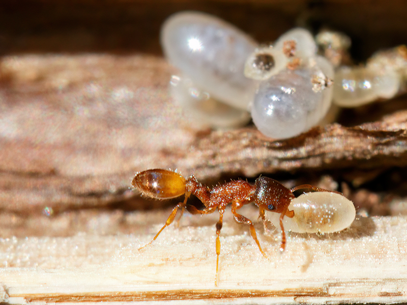 Temnothorax affinis