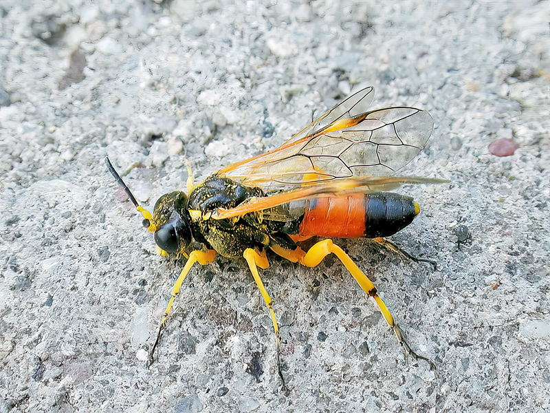 Tenthredo flaveola (Männchen)