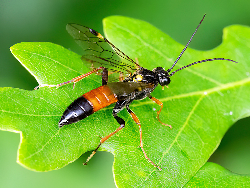 Tenthredopsis scutellaris oder Tenthredopsis friesei
