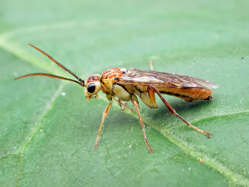 Tenthredopsis sordida