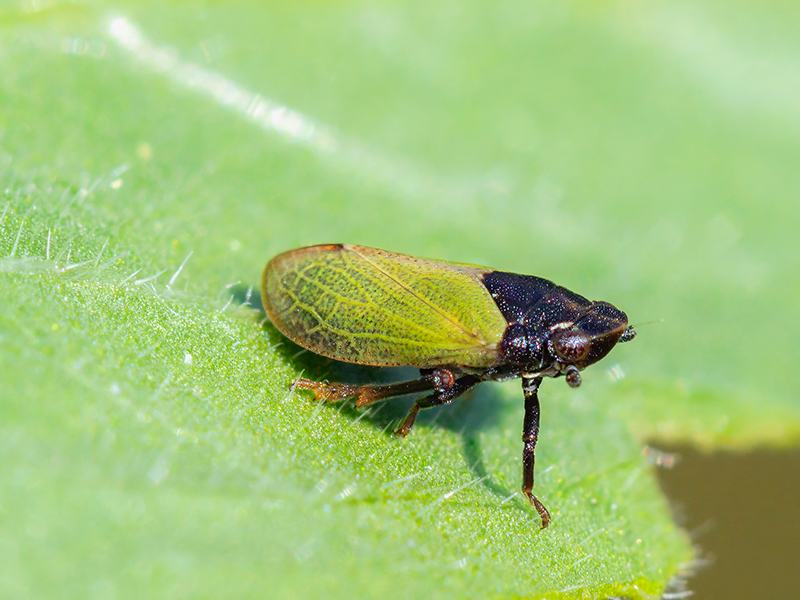 Tettigometra laeta