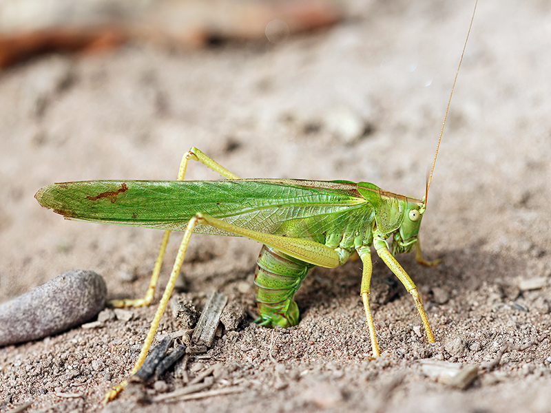 Tettigonia viridissima (Eiablage)