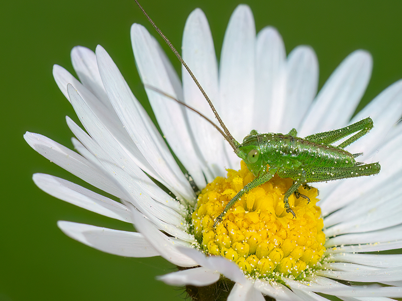 Tettigonia viridissima (Nymphe)