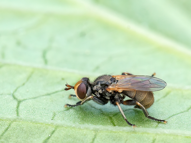 Thecophora spec.